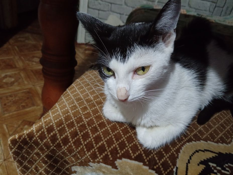 Отдам в добрые руки