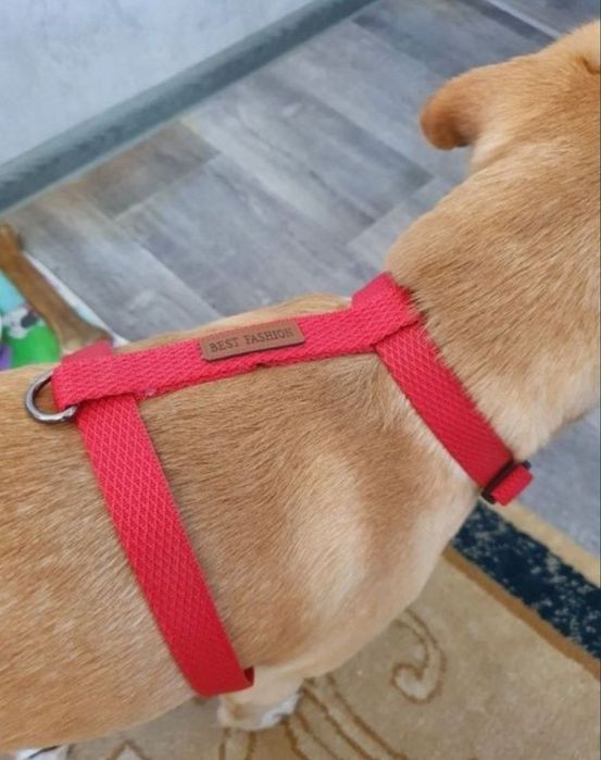 Ошейники  для собак