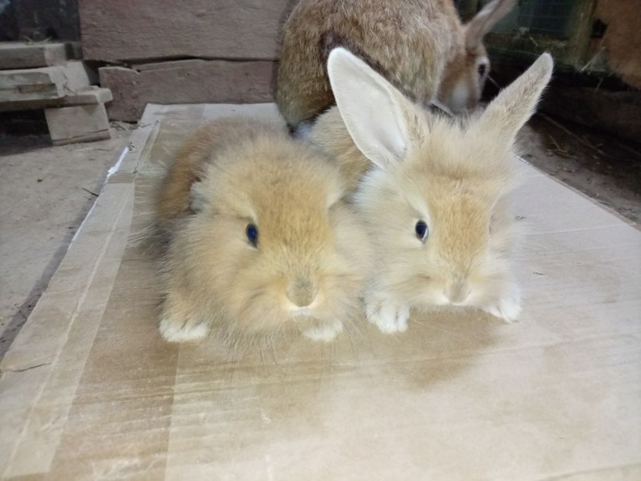 Burgunskiy ona quyon