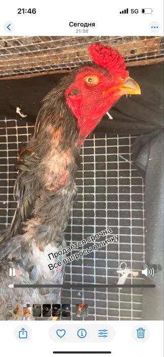 Бойтсовые дакан петушок