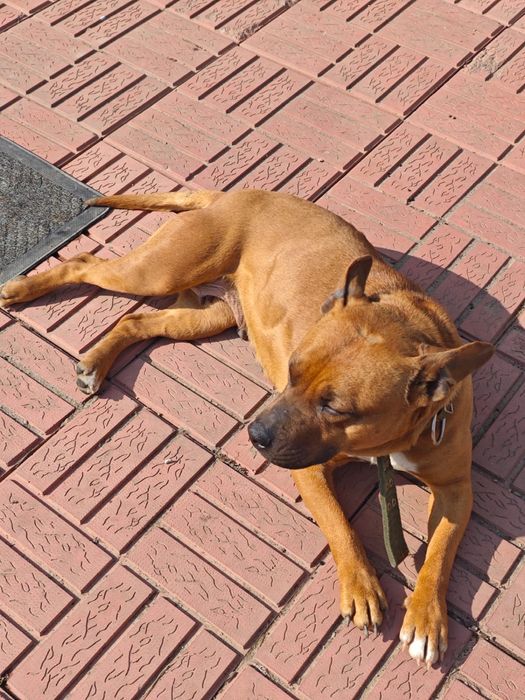 Отдам собаку в хорошие руки, ищет хозяина