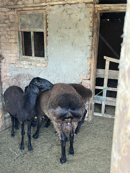 Семіз кошкар баран