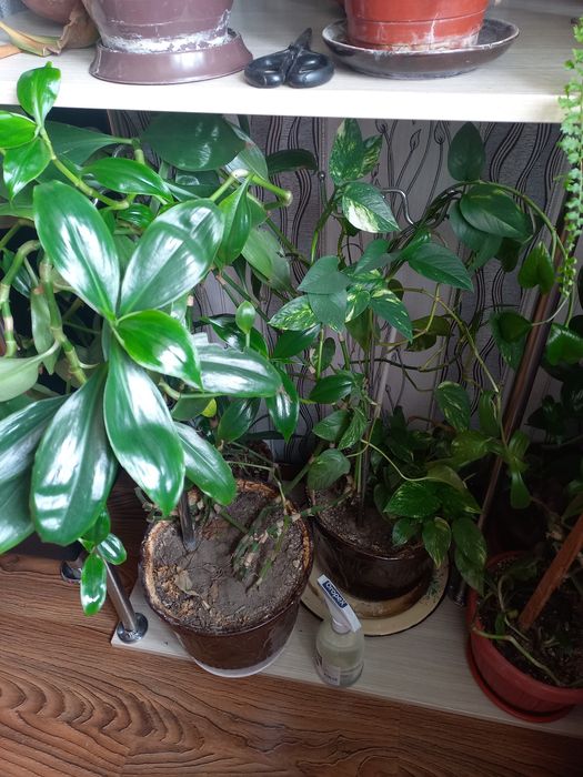 Цветы в горшках домашние