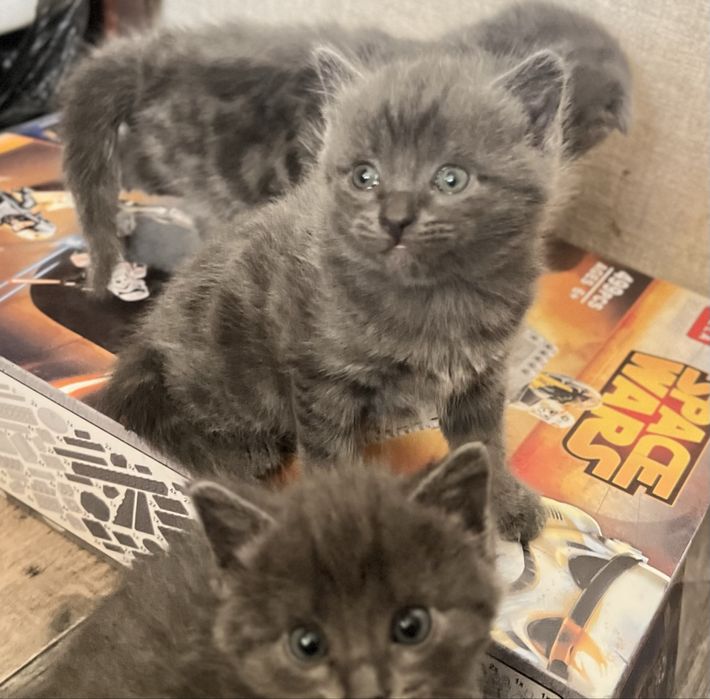 Смесь БританШотландские котята))