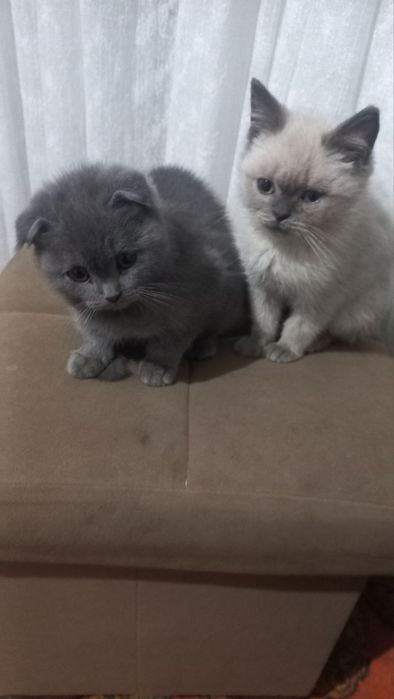 Mushukchalar sotiladi