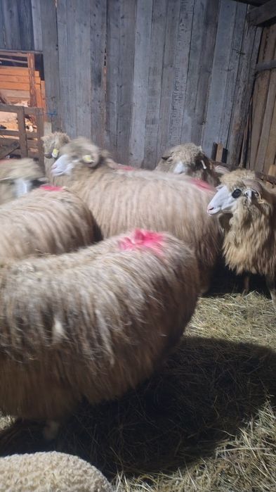 Oi  alese de vânzare