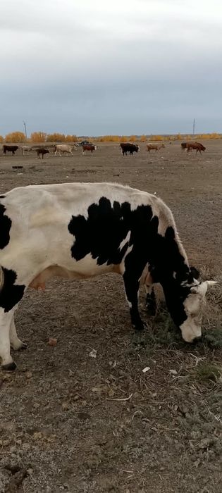 Продам коров и быка