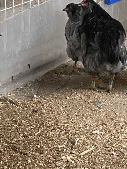 Oua si pui  araucana