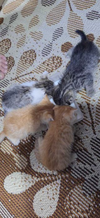 Продам   котят 4