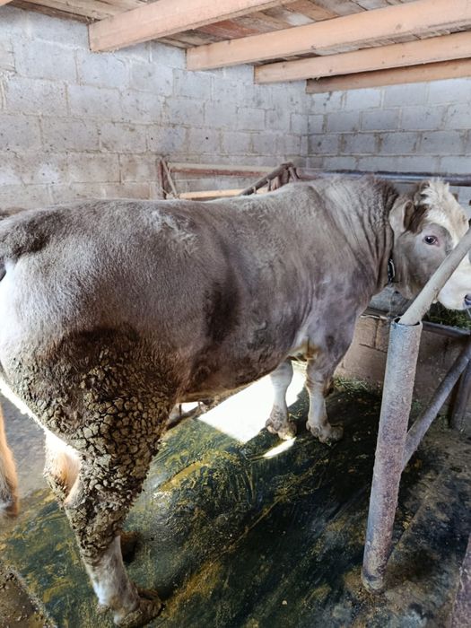 Продам быка 1,5 года