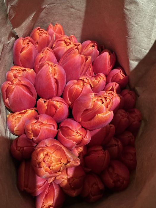 тюльпаны оптом и в розницу