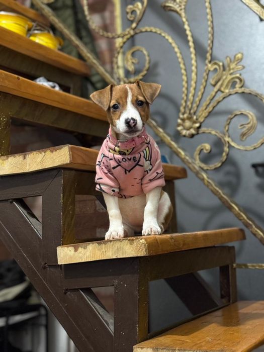 Джек Рассел девочка