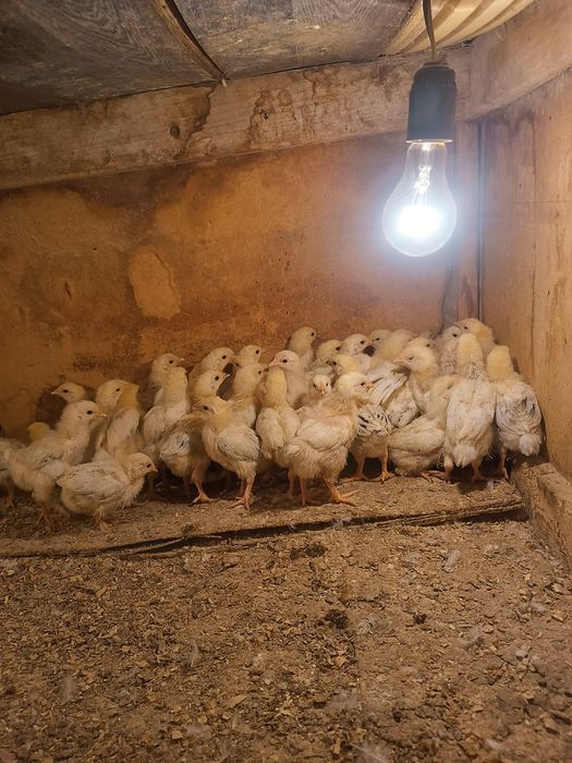 Шожектер сатылады Адлер