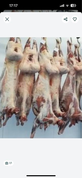 кой еты сатылади