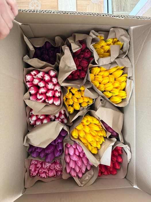 Беларусский тюльпан оптом