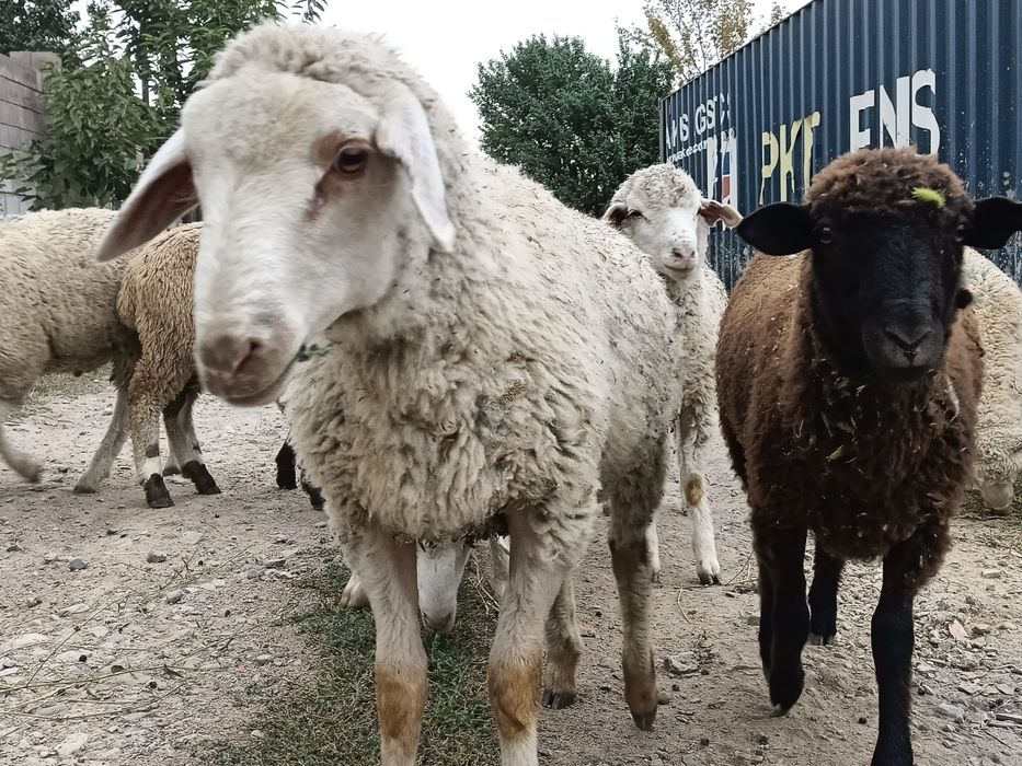 Тоқты семіз байланған