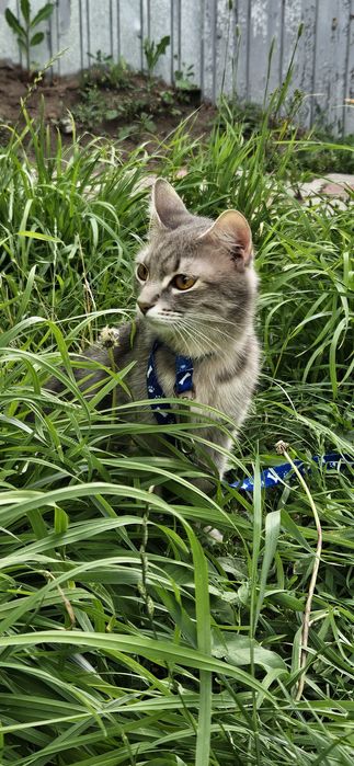 Отдам кошку в добрые руки