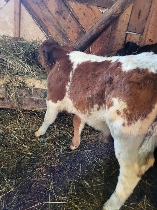 Tauras Baltat de 6 saptamani