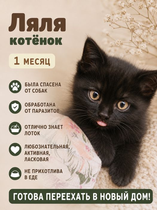 Котята бесплатно