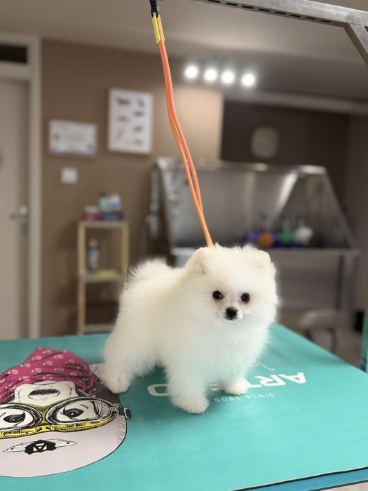 Мини померан момиче