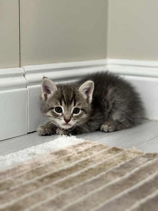 Котенок сатылады