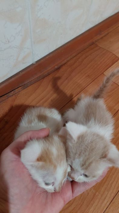 Котята   добрые руки