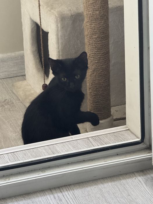 Кошечка в добрые ручки