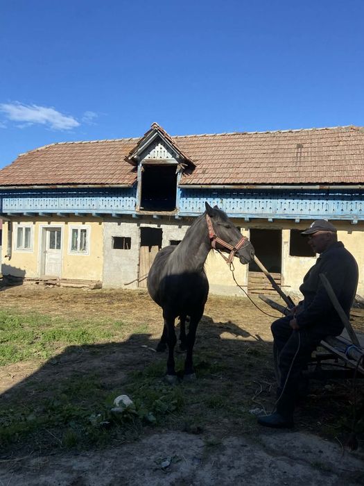 Vând iapa de 7 ani și o manza de 1 an și 3 luni. Mai multe detalii la nr de telefon0756671672