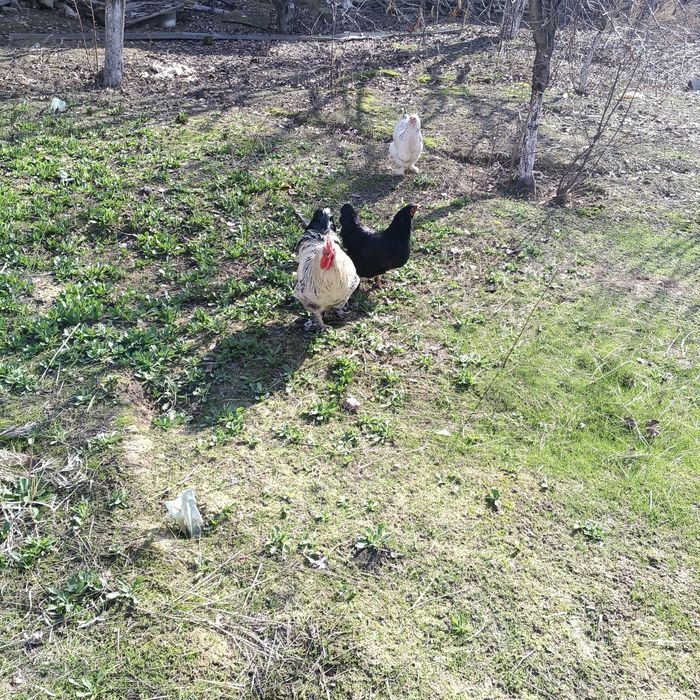 Сарыагашта 3 тауык 1 кораз салылымда