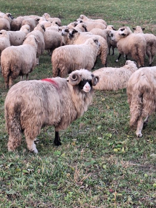 Vănd berbec breaz cu nasu alb