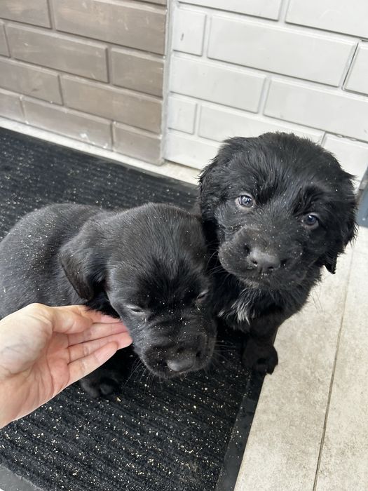 Щенки овчарка  продаю