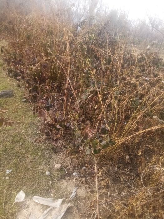 Продам саженцы ежевика.