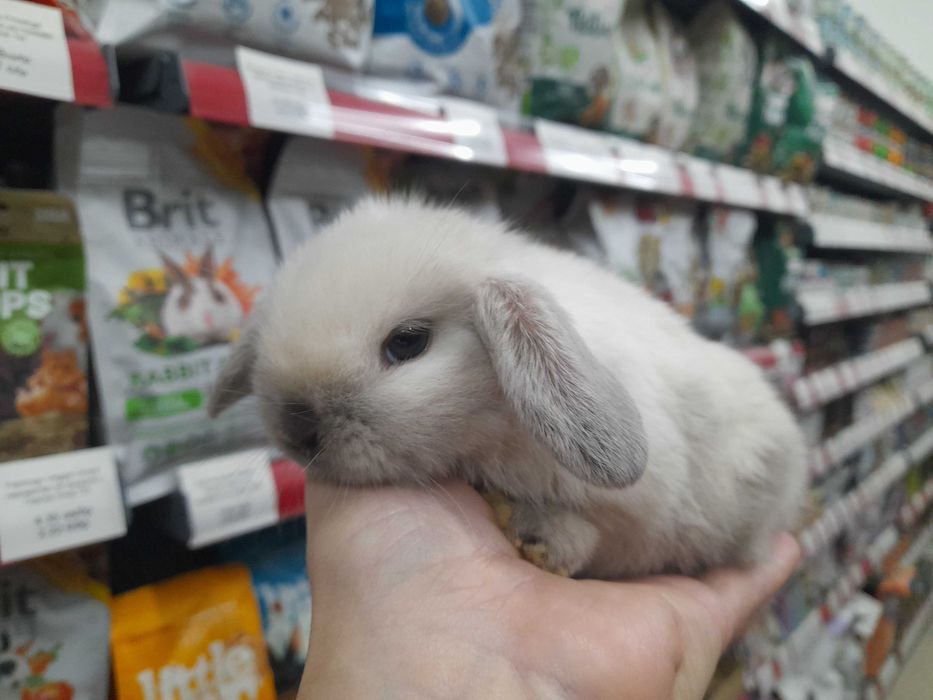 Декоративно клепоухо зайче Мини Лоп (Mini Lop)