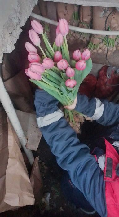 Тюльпаны Голондские