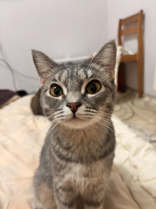 Отдам кошек в добрые руки