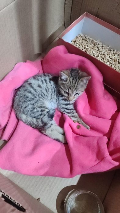 Котенок в добрые руки