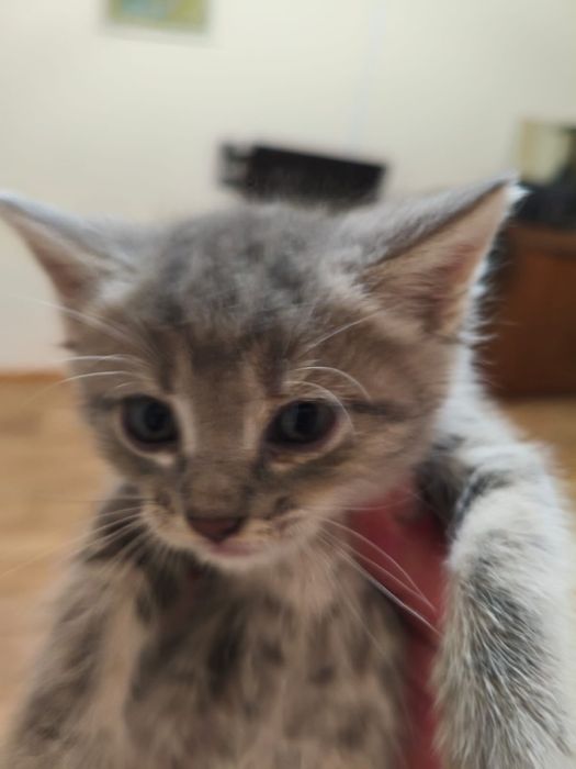 Котята.отдадим бесплатно