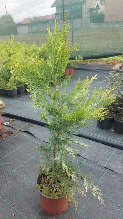 Leylandii Gold Rider