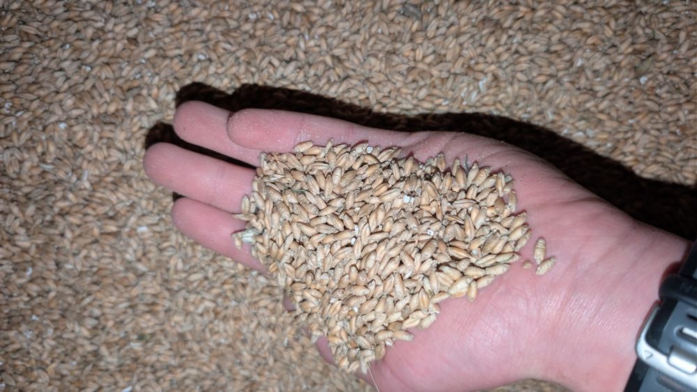 Vând triticală - cantități mici şi mari