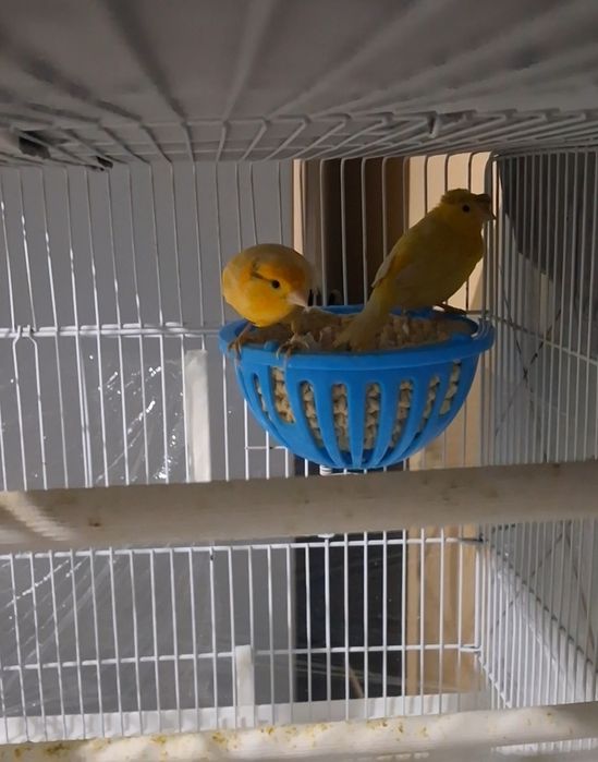 Рабочий канарейка пара сатылады.