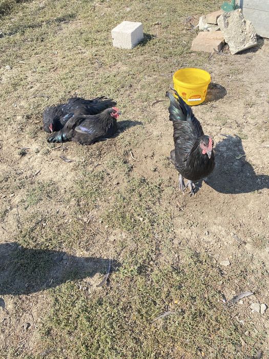 Cocosi australorp