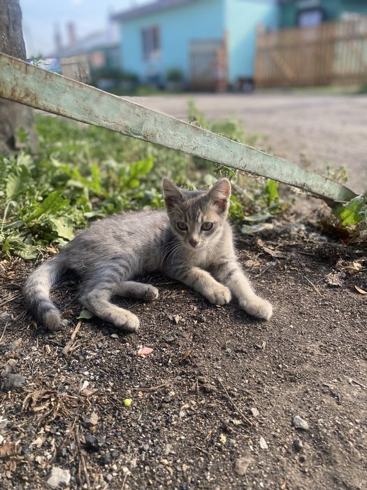 Отдам котят нибелунг