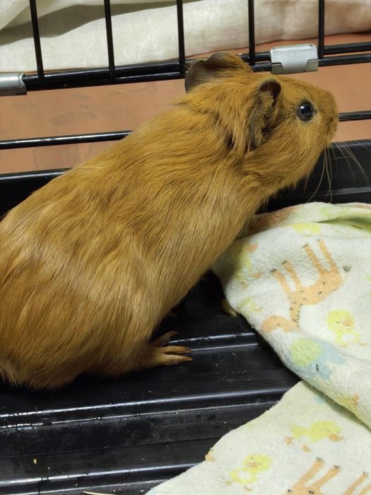 Морская свинка девочка