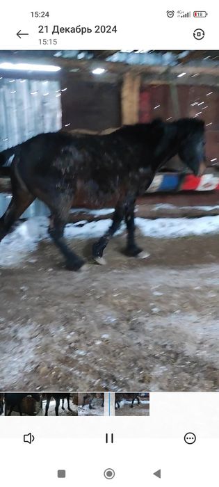 жирная крупная кабыла с откорма