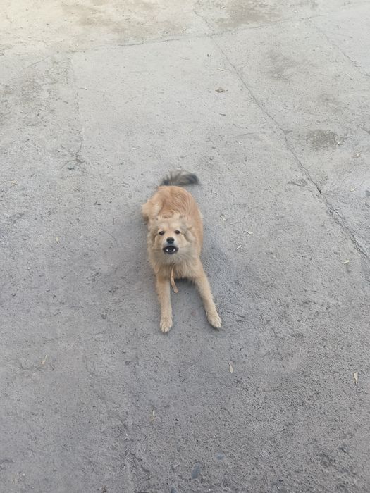 Отдам в добрые руки