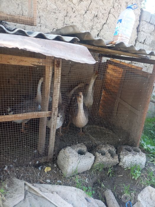 Goz sotiladi toshkent shaxar