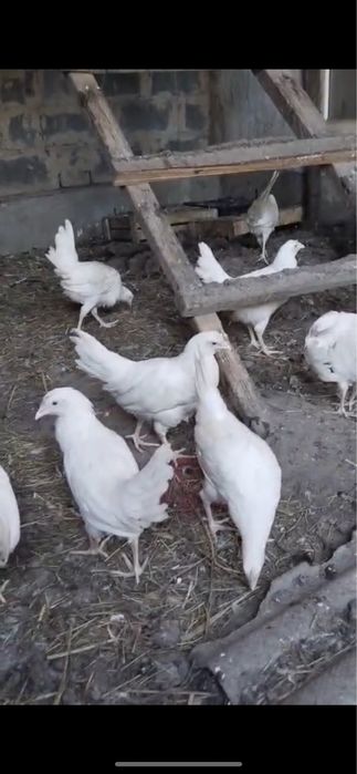 Продам кур и цыплят несушки