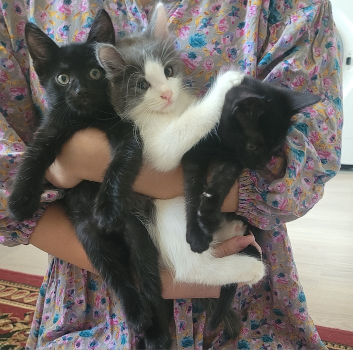 Милые котята бесплатно