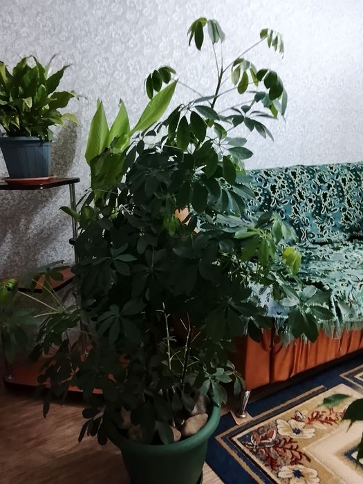 Продам комнатный цветок