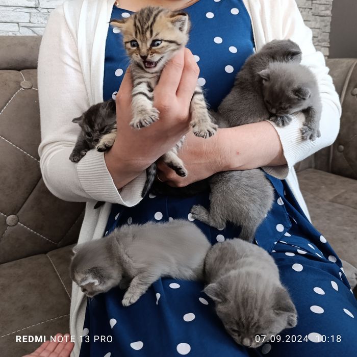 Милые котята готовы дарить тепло!!!